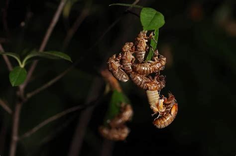 趕走蟬|221年來首次！美國「1兆隻蟬」將破土而出...時間點曝。